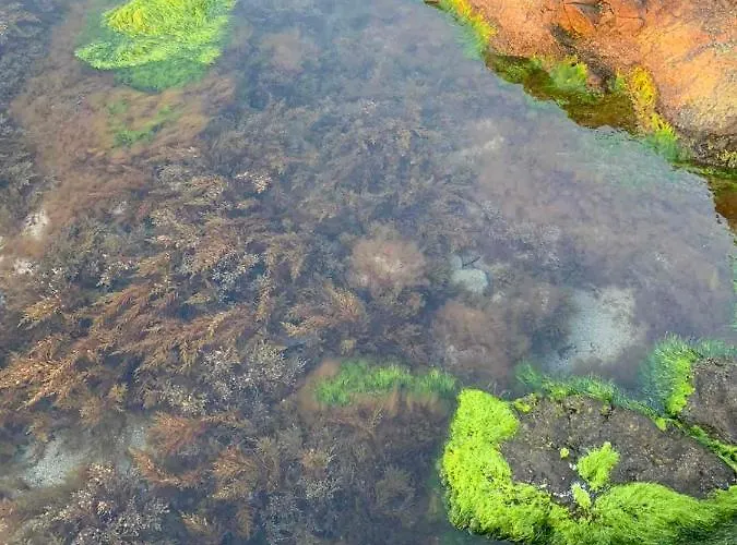 апартаменти-студия в комплекс нестинарка Tsarevo